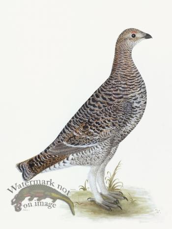 Rudbeck 020 BLACK GROUSE 18x24